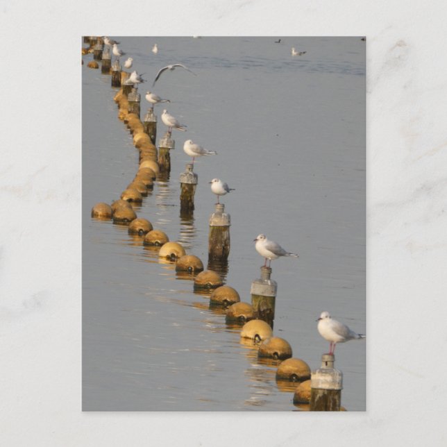 Seagulls on Poles DIY Postcard (Front)