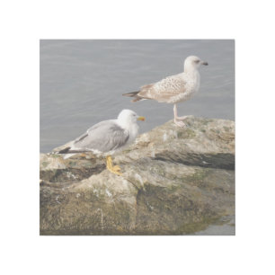 Seagulls on Rock 12" x 12" Gallery Wrap