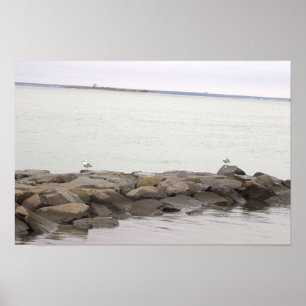 Seagulls on Rocks Poster