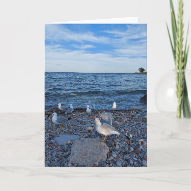 Seagulls on the Beach at Lake Ontario Card (Front)