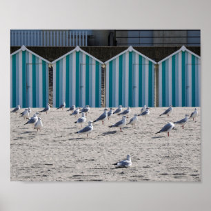Seagulls on the beach of Fort Mahon in France. Poster