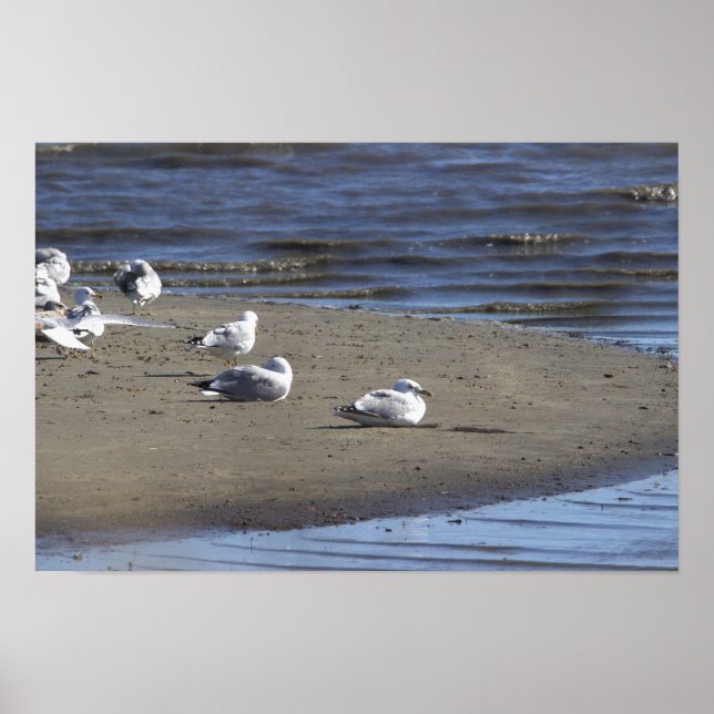 Seagulls on the Beach Poster (Front)