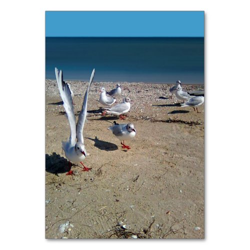 Seagulls on the shore of the Sea of Azov Table Number