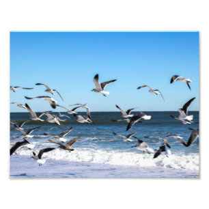 Seagulls Photo Print