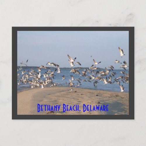 Seagulls Postcard Bethany Beach Delaware Postcard