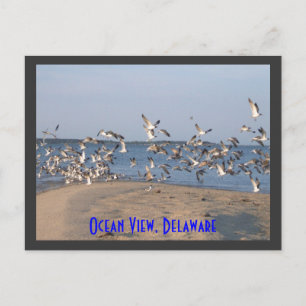 Seagulls Postcard, Ocean View, Delaware Postcard