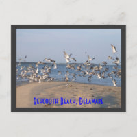 Seagulls Postcard, Rehoboth Beach, Delaware