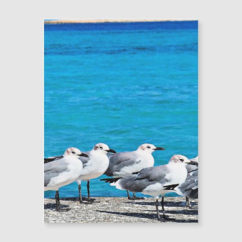 Seagulls sandy beach Nassau Bahamas