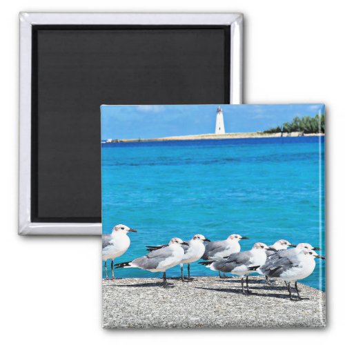 Seagulls sandy beach Nassau Bahamas Magnet