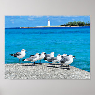 Seagulls, sandy beach, Nassau, Bahamas Poster
