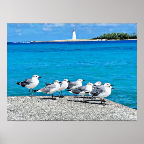 Seagulls sandy beach Nassau Bahamas Poster