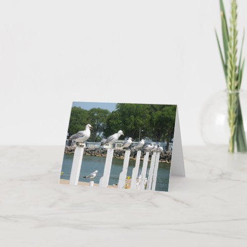 Seagulls Sitting Pretty Blank Note Card