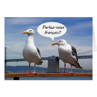 Seagulls speak French
