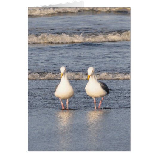 Seagulls Strolling on the Beach Cards (Front)