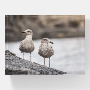 Seagulls Wildlife Photo Poster Paperweight