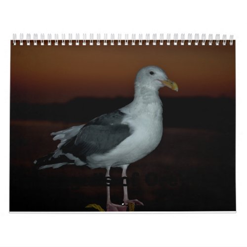 Seaguls of BandonOregon Calendar