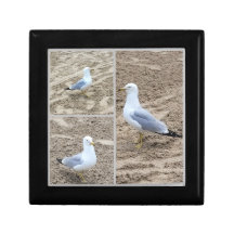 Seaguls On The Beach