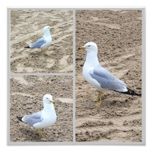 Seaguls On The Beach Photo Print