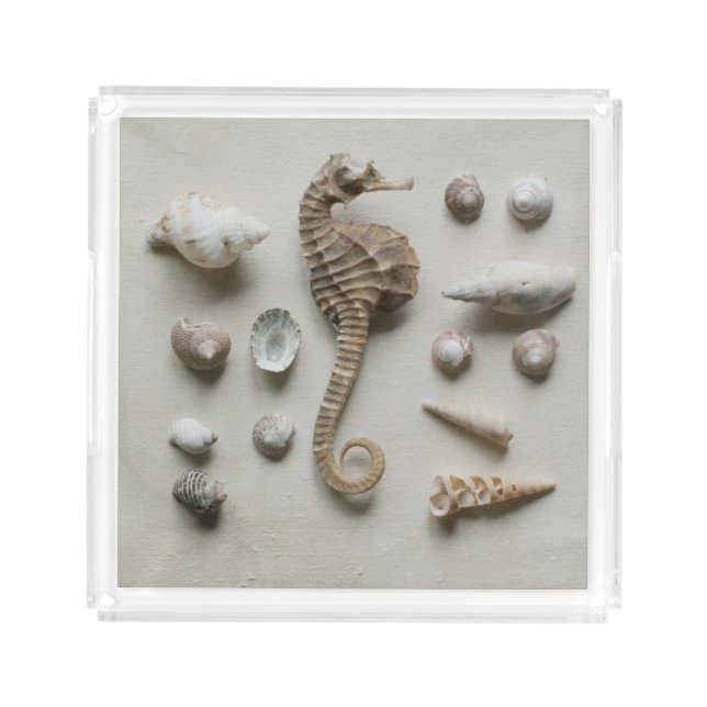 Seahorse And Shells Acrylic Tray (Front)