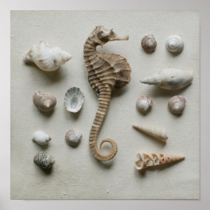 Seahorse And Shells Poster