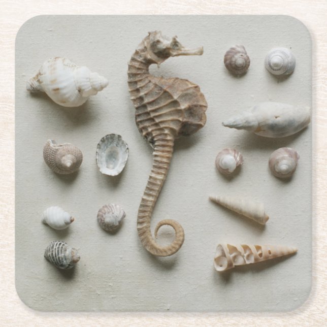 Seahorse And Shells Square Paper Coaster (Front)