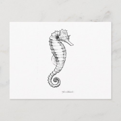 Seahorse Black and White Drawing Postcard