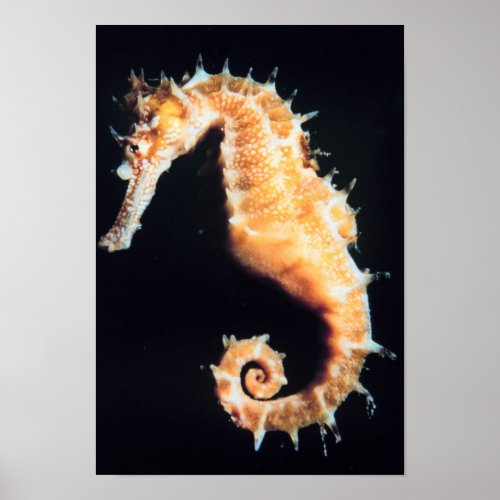 Seahorse hippocampus sp poster