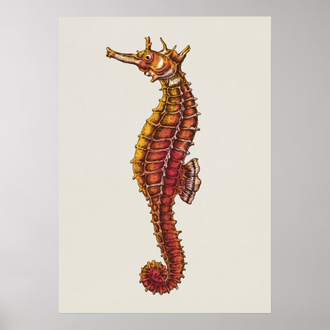 Seahorse Illustration Poster (Front)