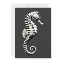 Seahorse 