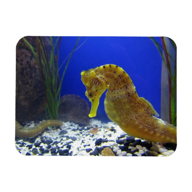 Seahorse Magnet (Horizontal)