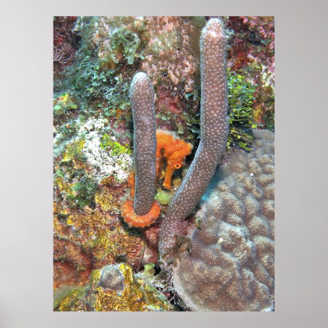 Seahorse on Coral Poster (Front)