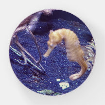 Seahorse paperweight