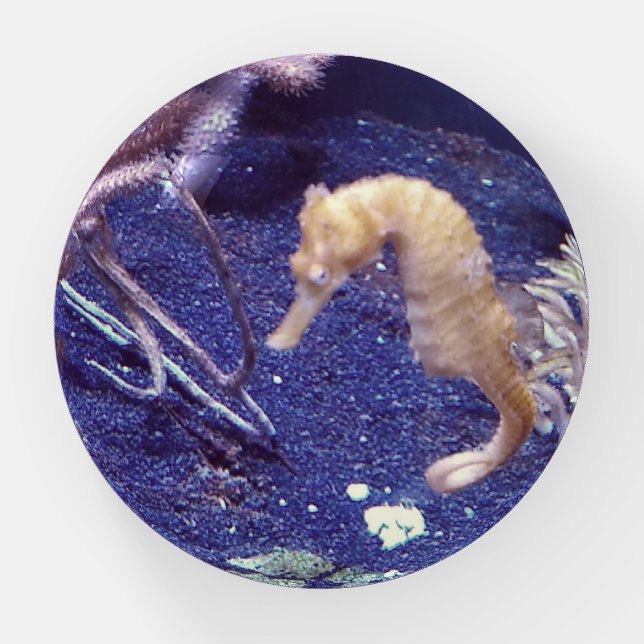 Seahorse paperweight (Front)