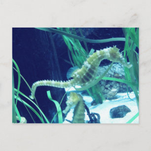 Seahorse Photo Postcard
