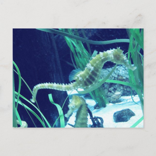 Seahorse Photo Postcard (Front)