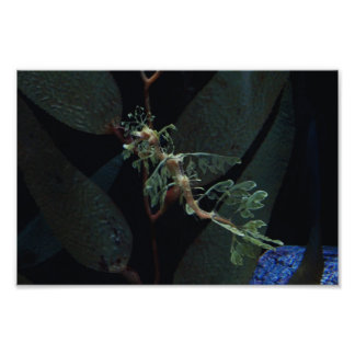 Seahorse Photo Print