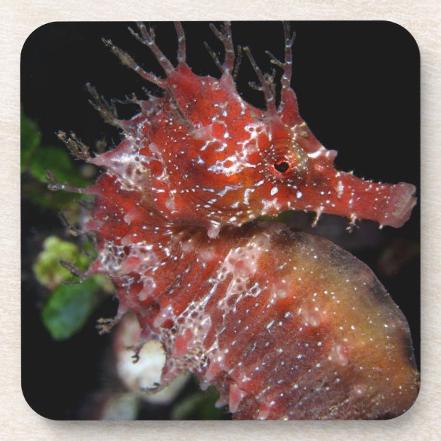 Seahorse | Pony Female Begur Beverage Coaster (Front)