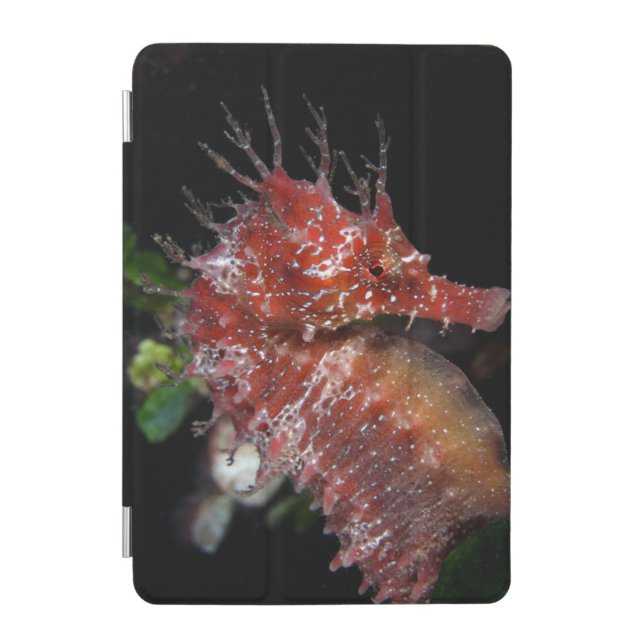 Seahorse | Pony Female Begur iPad Mini Cover (Front)