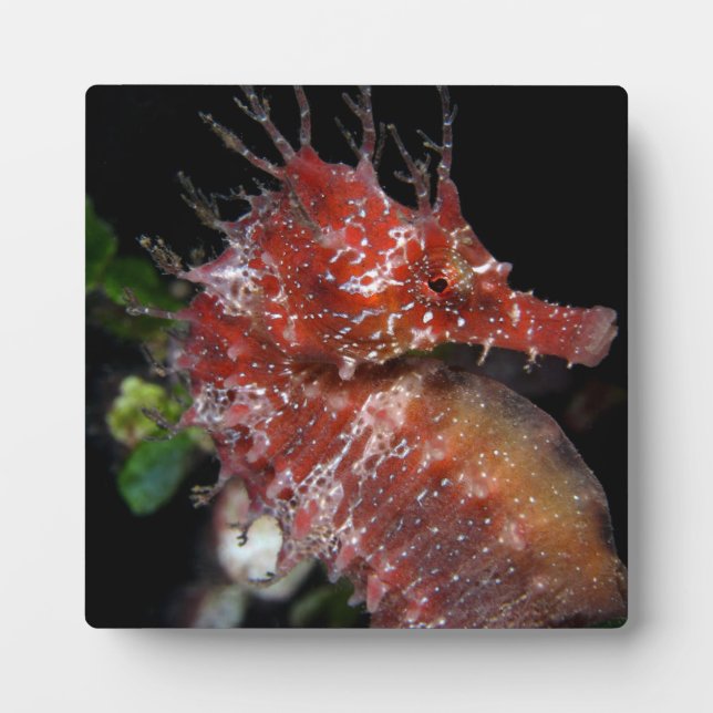 Seahorse | Pony Female Begur Plaque (Front)