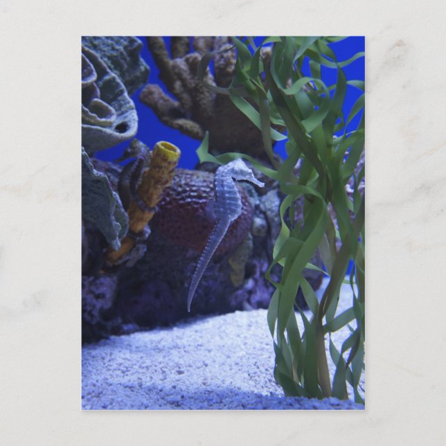 Seahorse Postcard (Front)