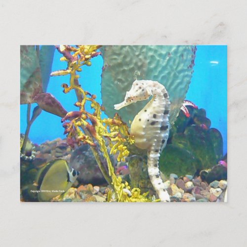 Seahorse Postcard