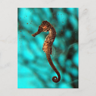 Seahorse Postcard