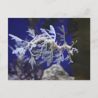 Seahorse Postcard