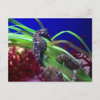 Seahorse Postcard