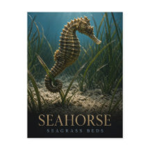 Seahorse Seagrass Beds Wildlife ANIMAL