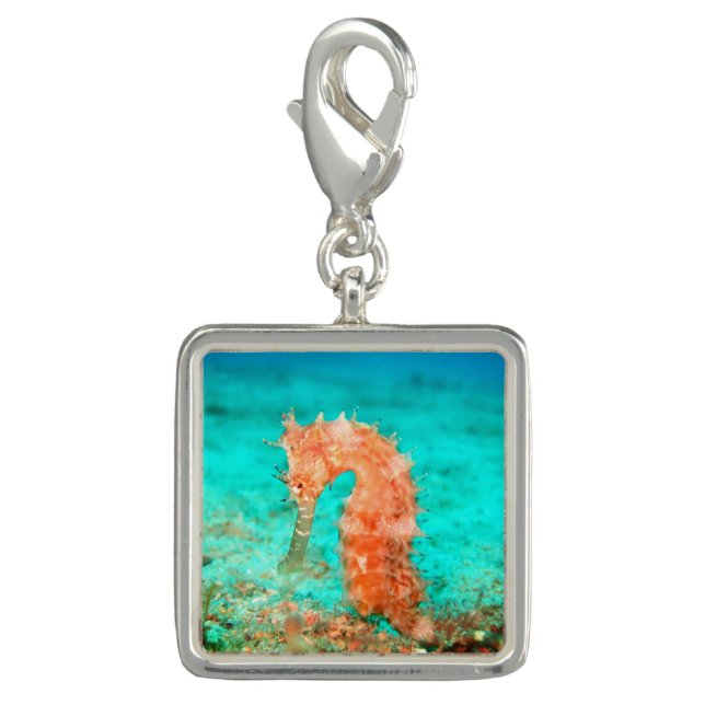 Seahorse tropical carribean turquoise orange  charm (Front)