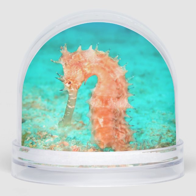 Seahorse tropical carribean turquoise orange  snow globe (Front)
