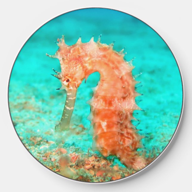 Seahorse tropical carribean turquoise orange  wireless charger  (Front)