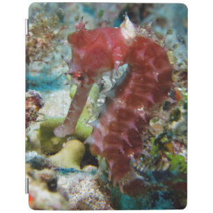 Seahorse's Garden iPad Smart Cover