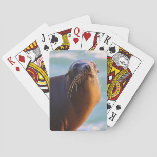 Seal 1- What you looking at! Poker Cards